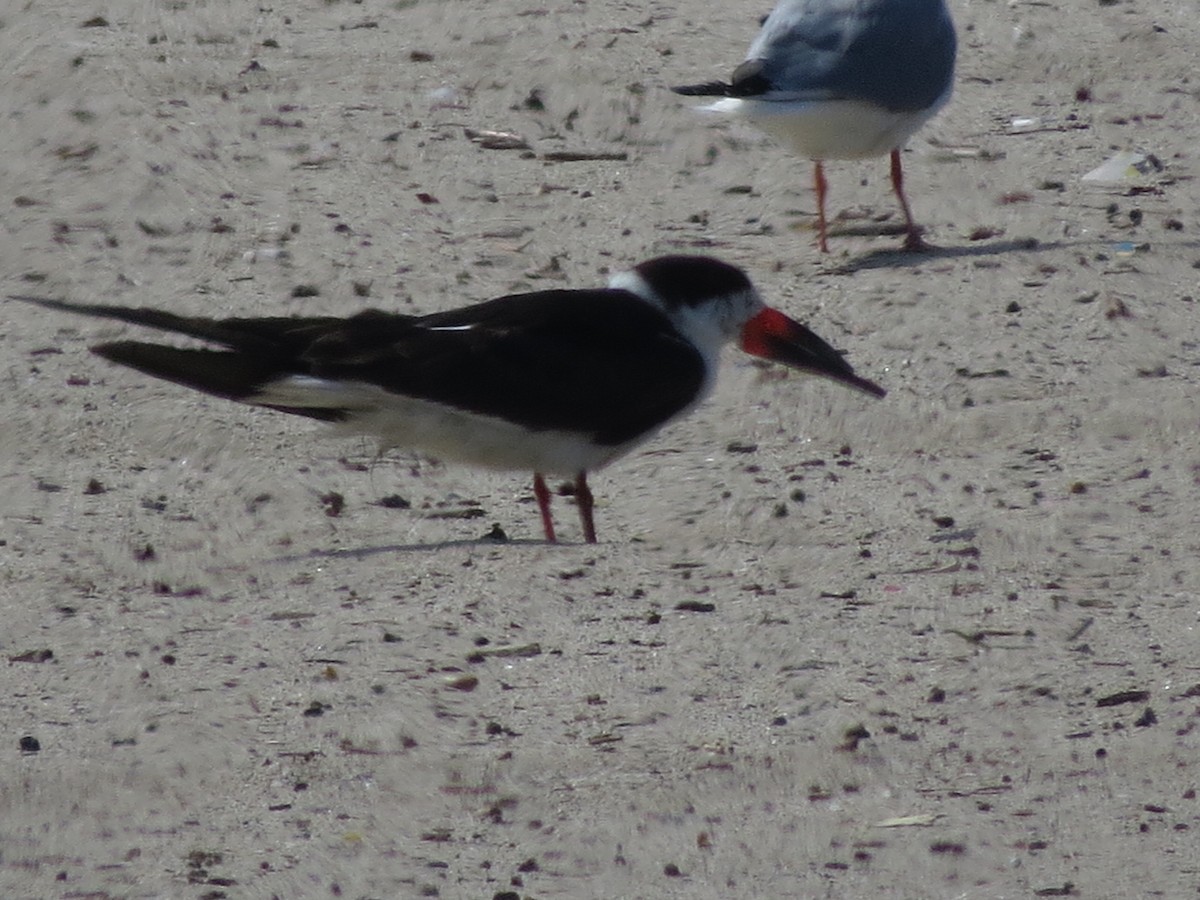 Black Skimmer - JP Wings