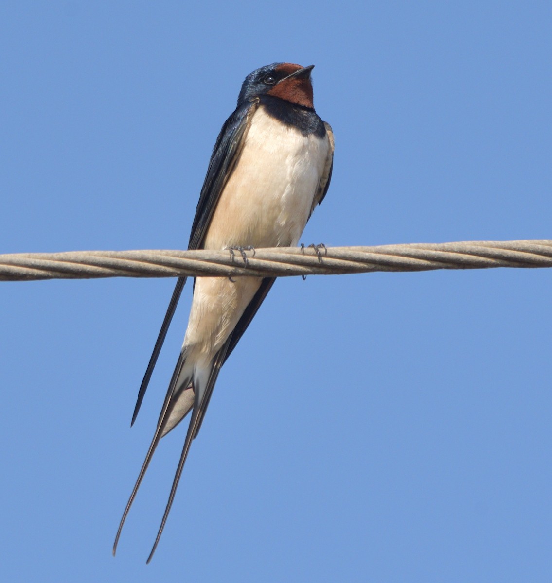 Barn Swallow - ML515737061