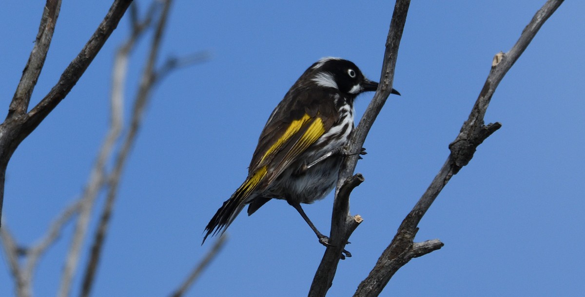 New Holland Honeyeater - ML515737381