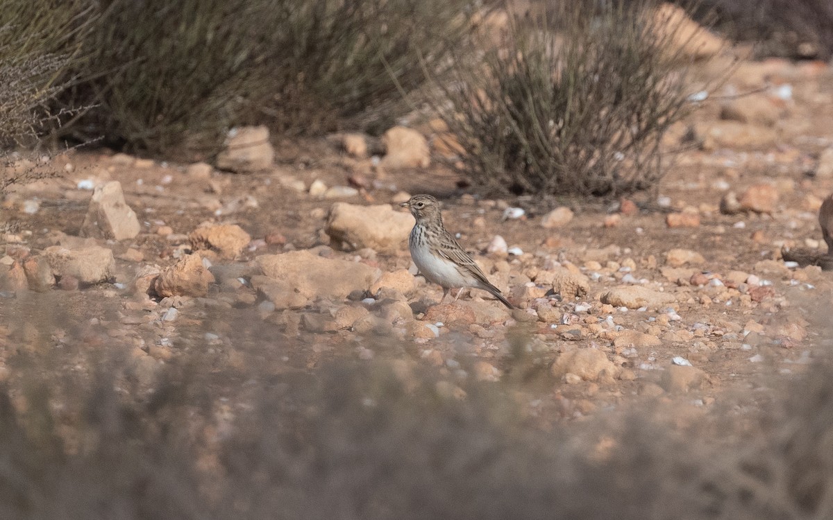 Mediterranean Short-toed Lark - ML515737511