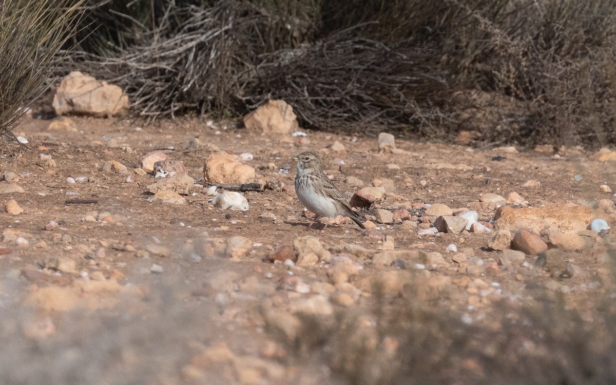 Mediterranean Short-toed Lark - ML515737521