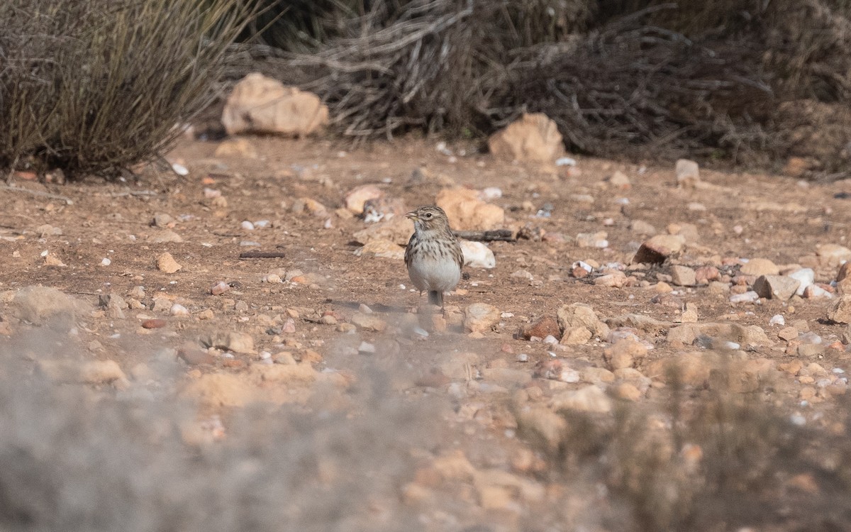 Mediterranean Short-toed Lark - ML515737531