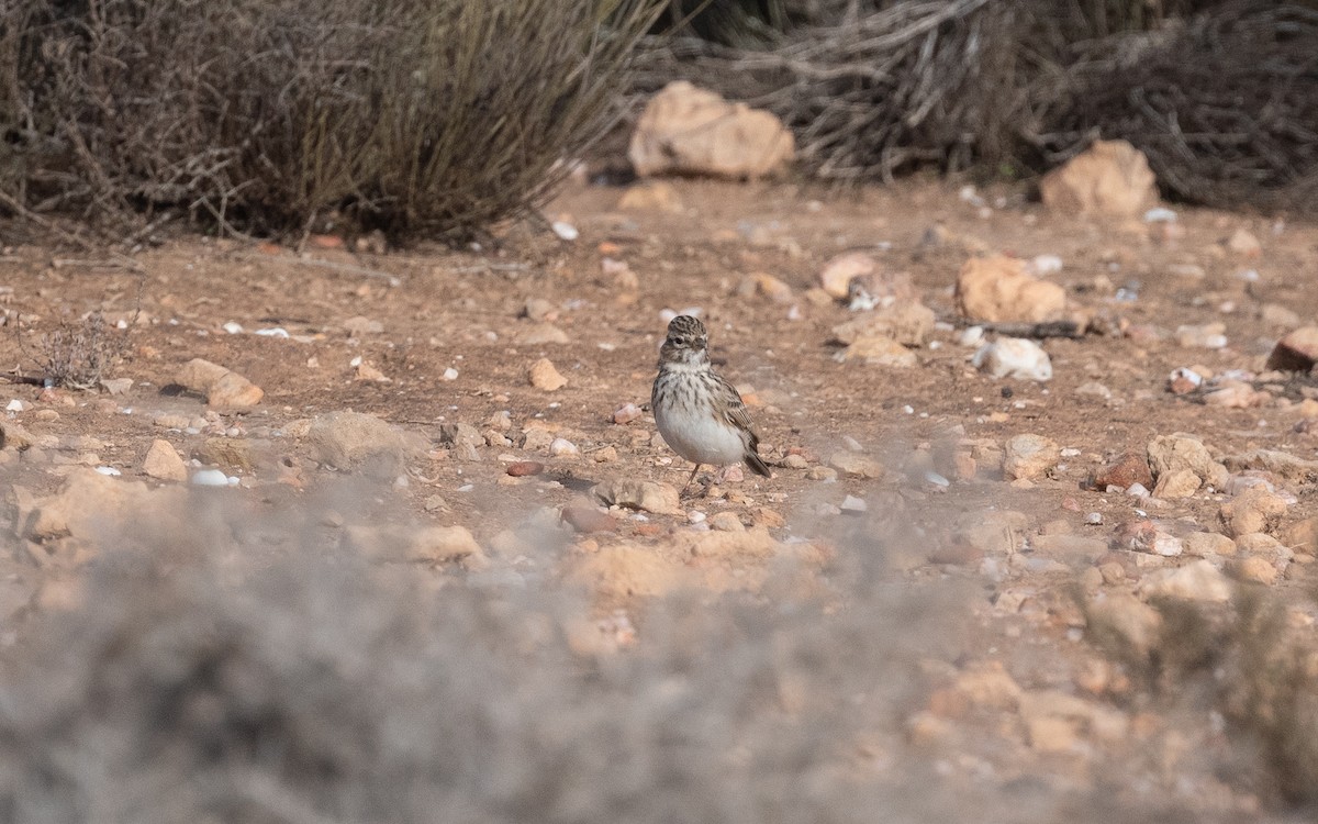 Mediterranean Short-toed Lark - ML515737541