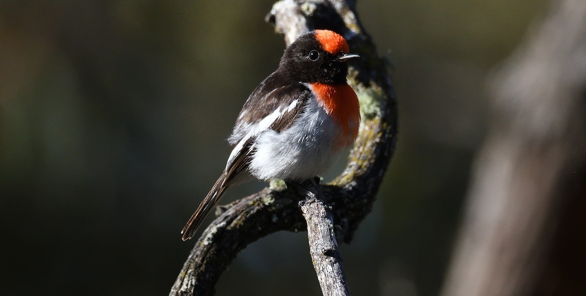 Red-capped Robin - ML515737671