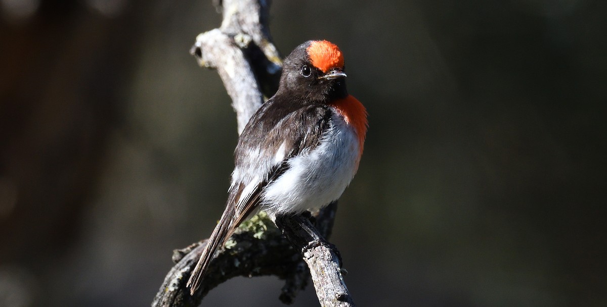Red-capped Robin - ML515737701