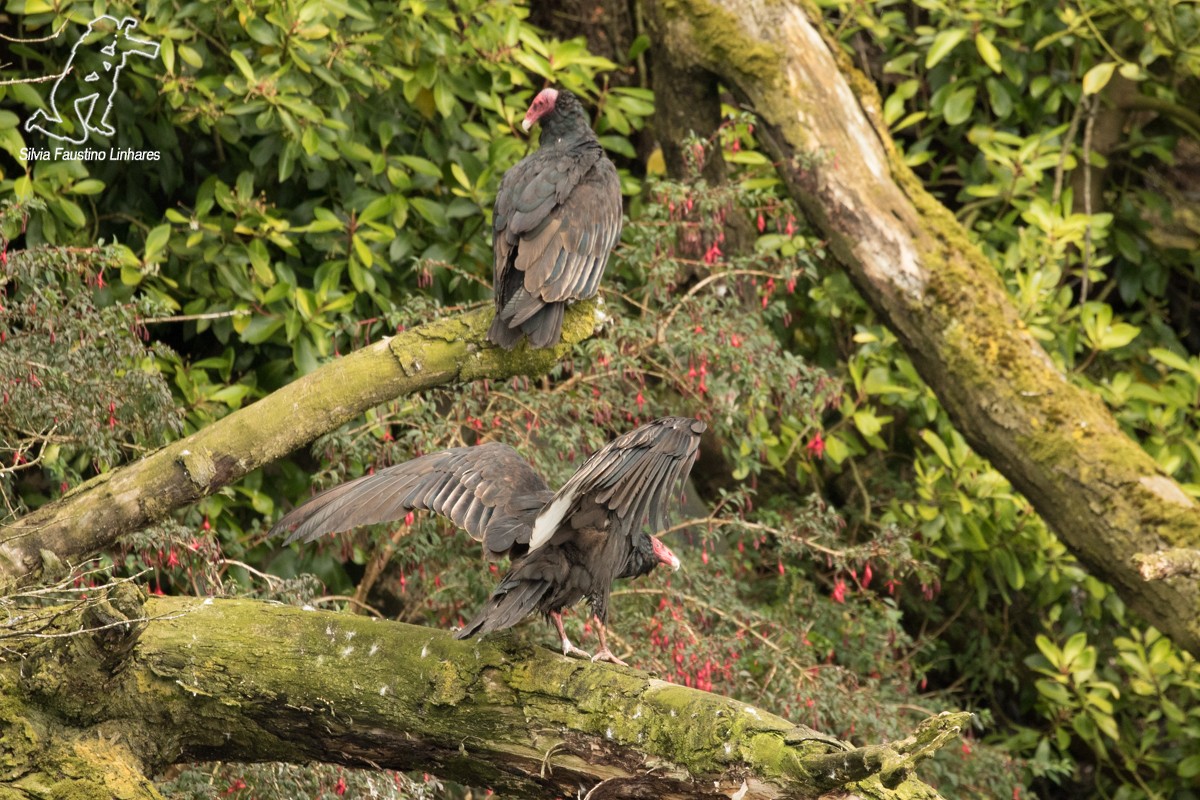 Turkey Vulture - ML51573951