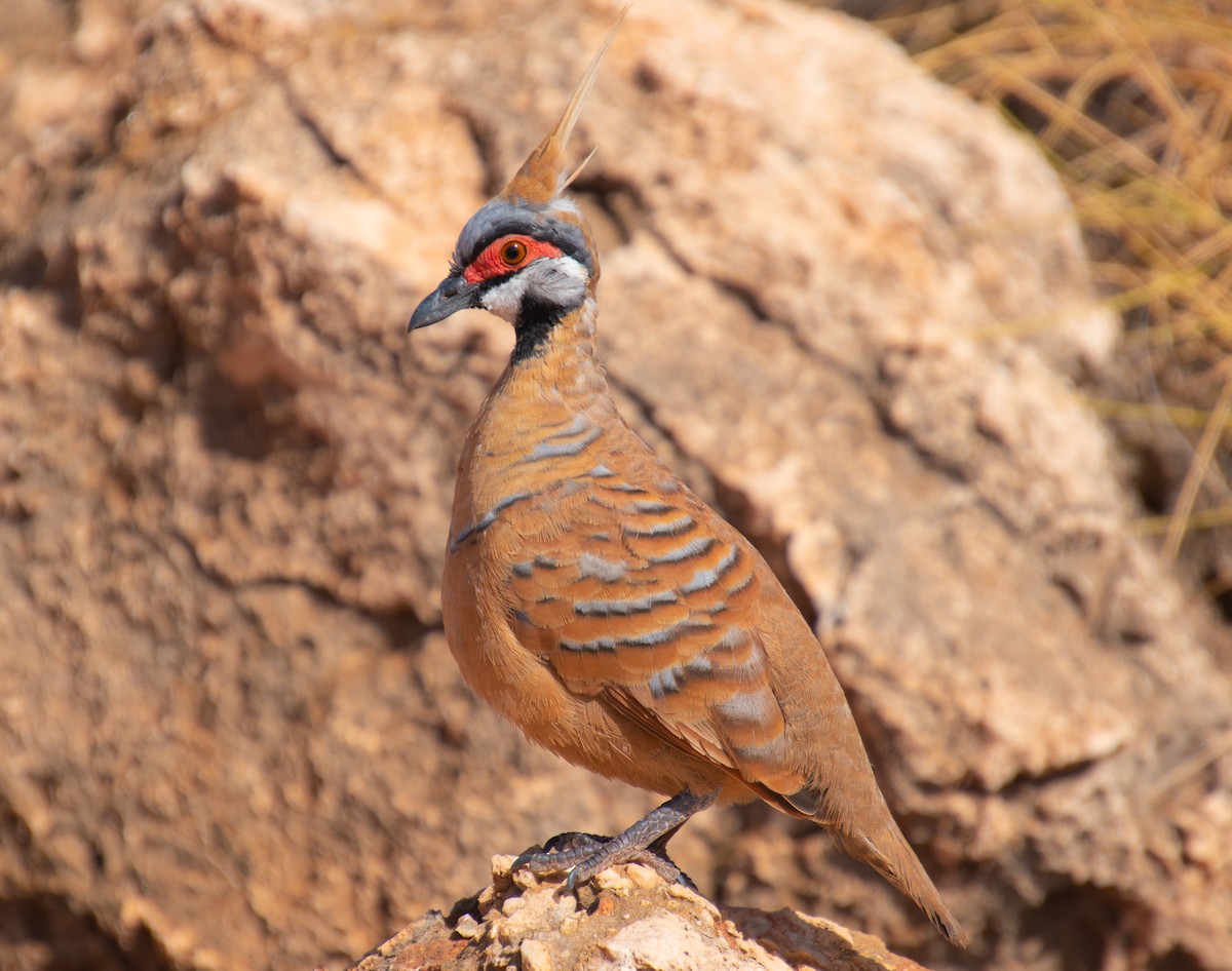 Colombine plumifère (ferruginea) - ML515740091