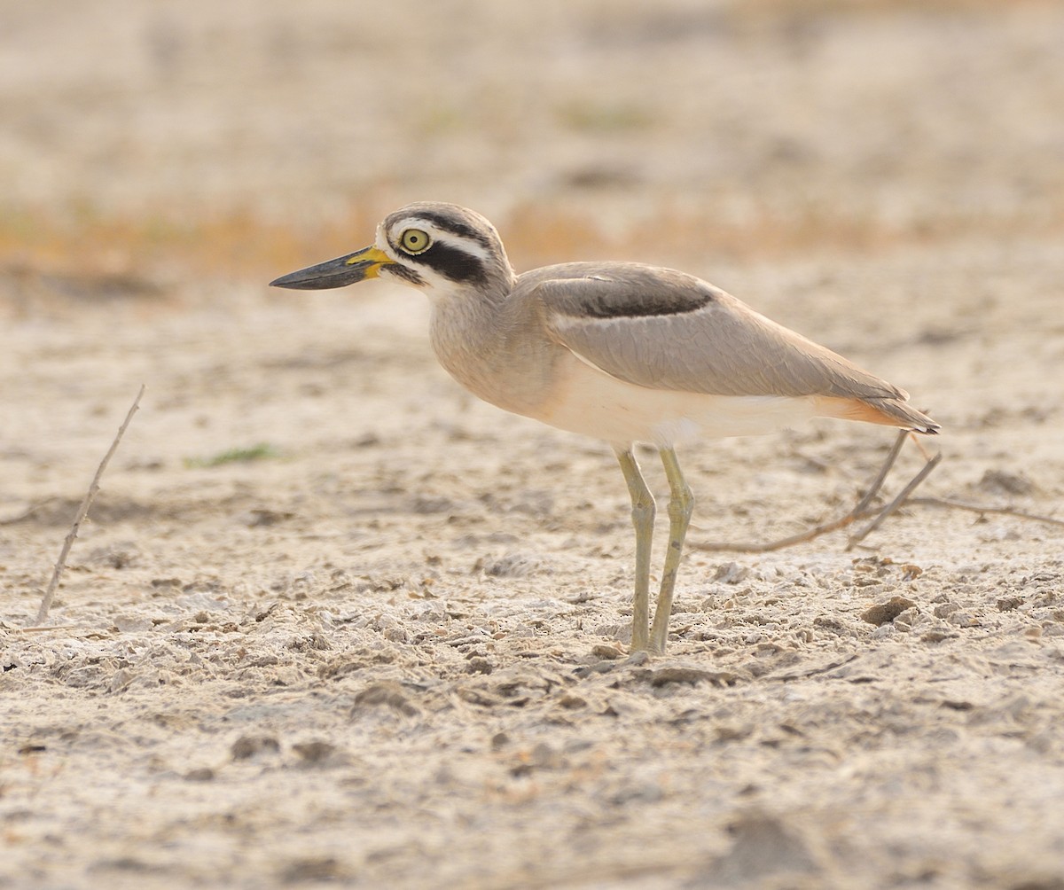 Great Thick-knee - Arun Prabhu