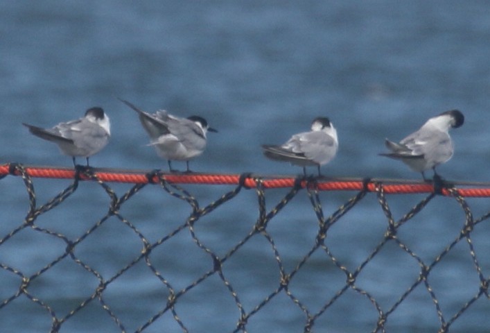 Common Tern - ML515740981