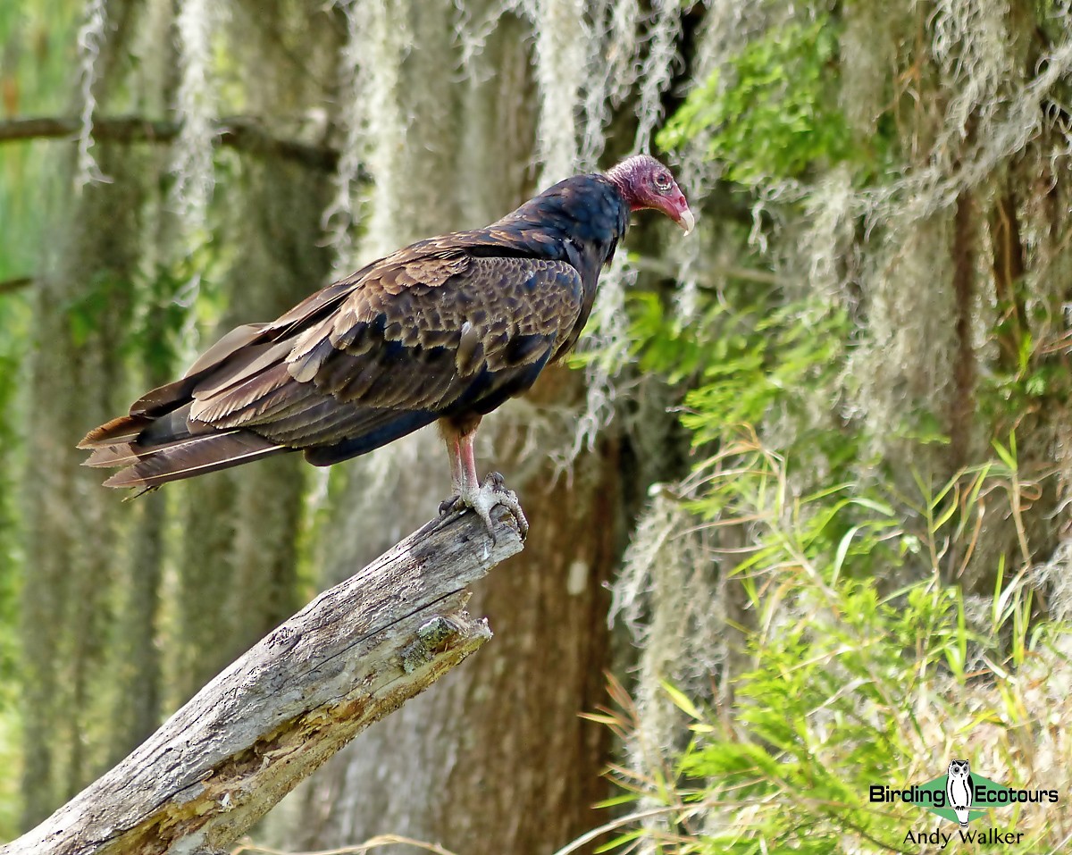 Turkey Vulture (Northern) - ML515741261