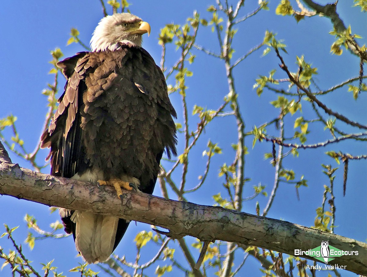 Bald Eagle - Andy Walker - Birding Ecotours