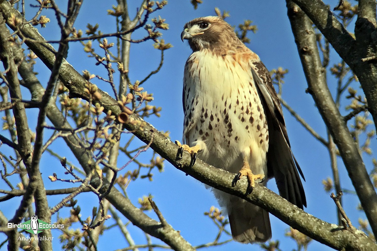 Rotschwanzbussard - ML515741931