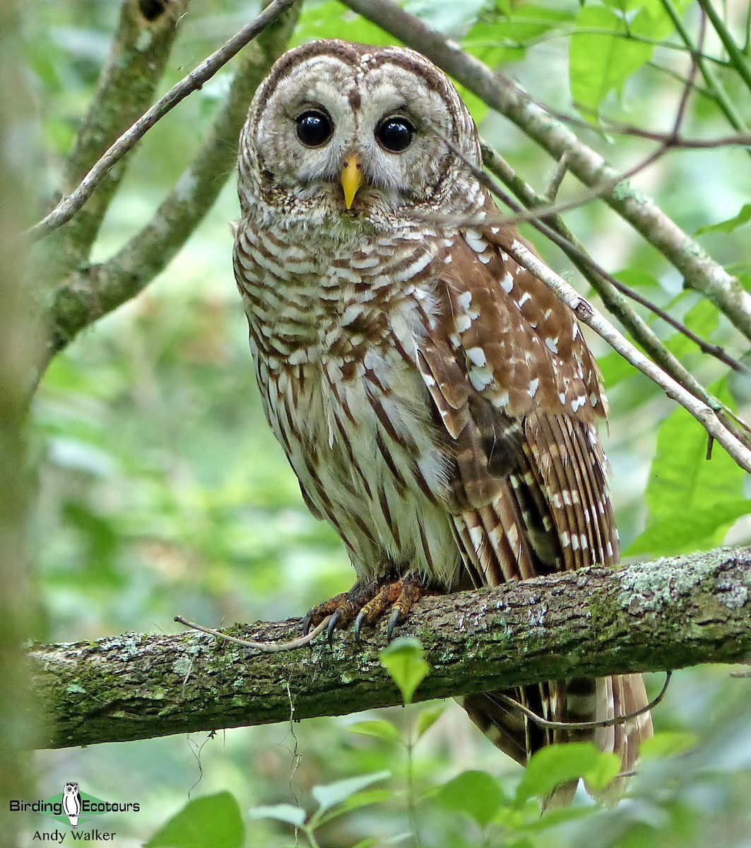 Barred Owl - ML515742231