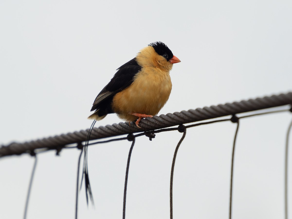 Shaft-tailed Whydah - Simon Colenutt