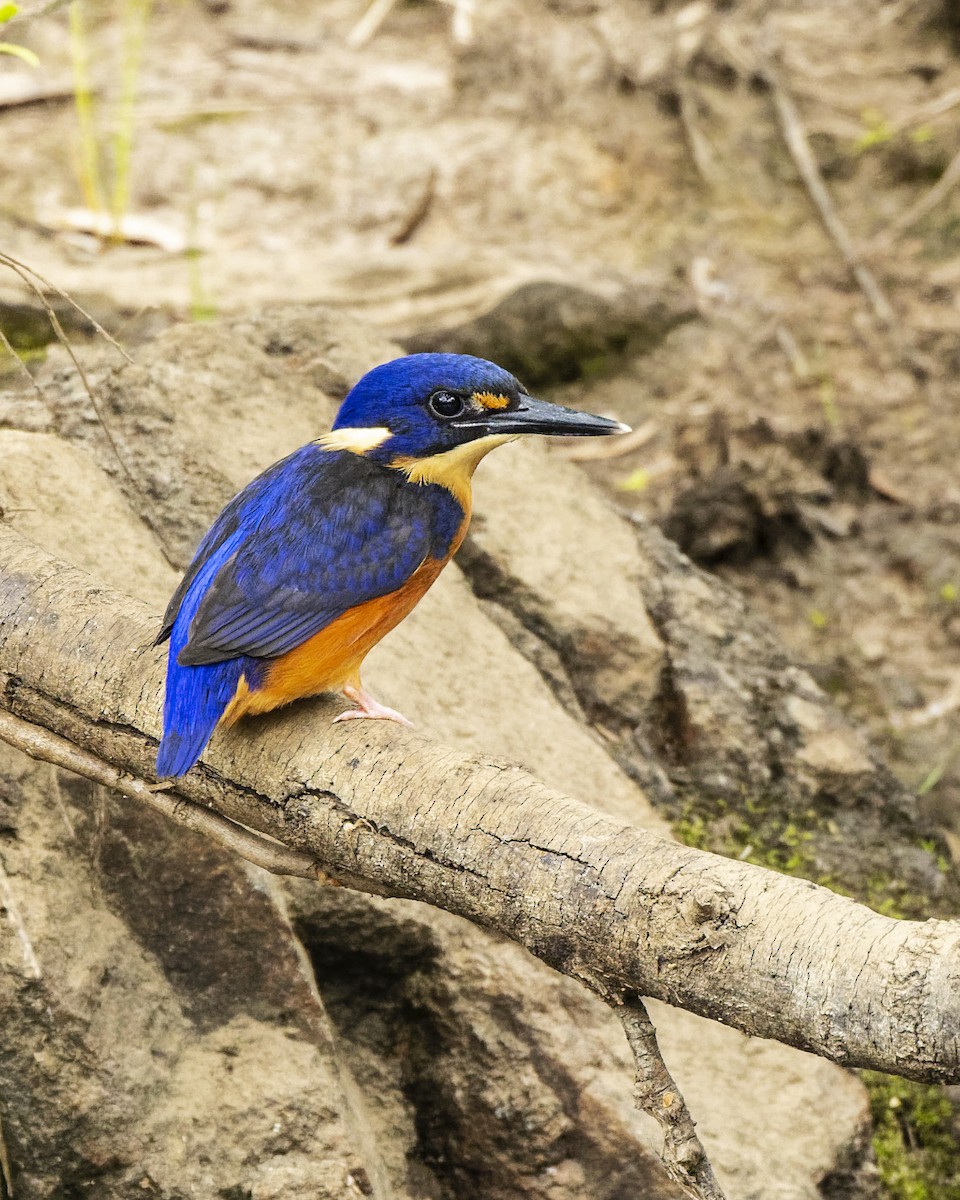 Azure Kingfisher - Jarrod Kath