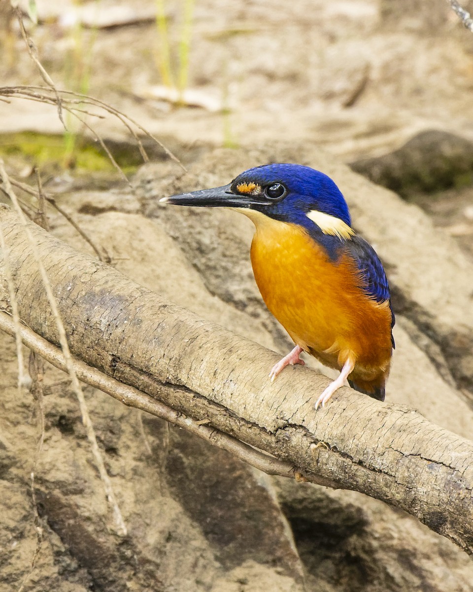 Azure Kingfisher - ML515744711