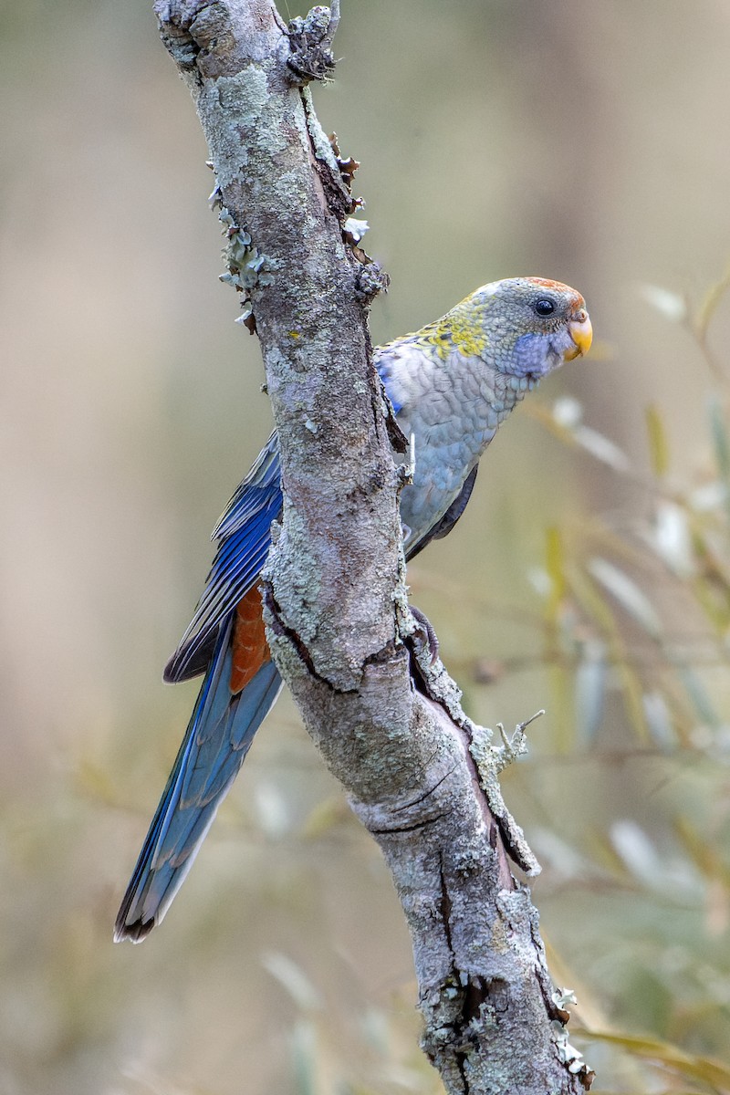 Pale-headed Rosella - ML515746321