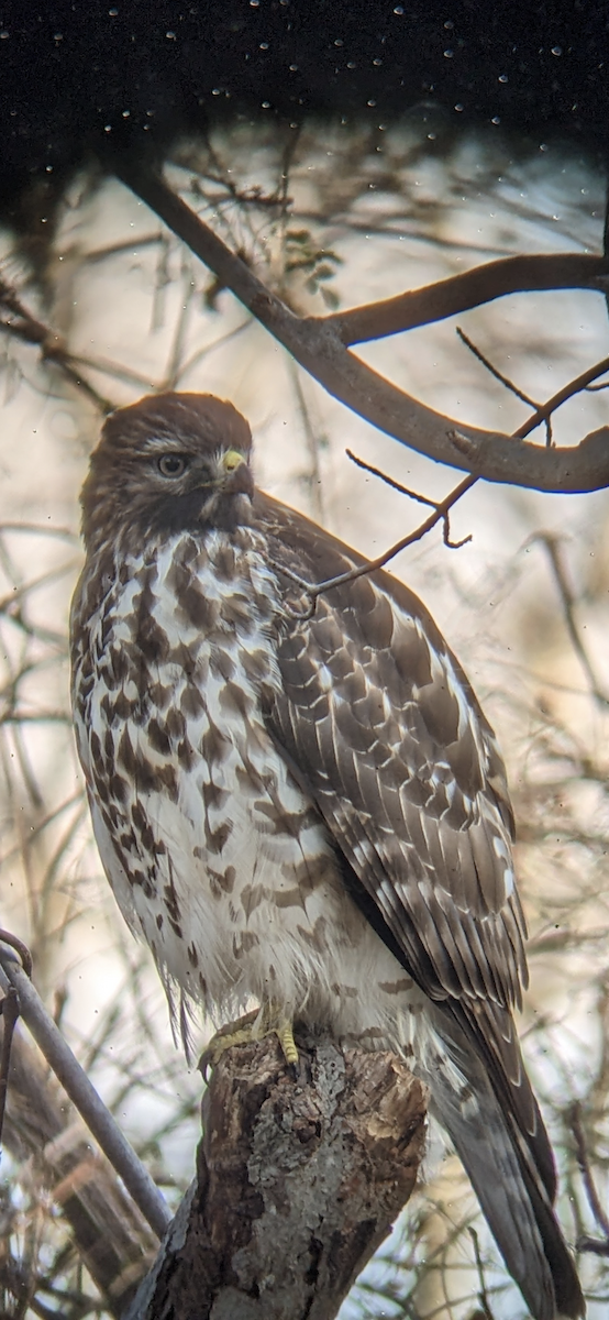 Red-shouldered Hawk - ML515747211