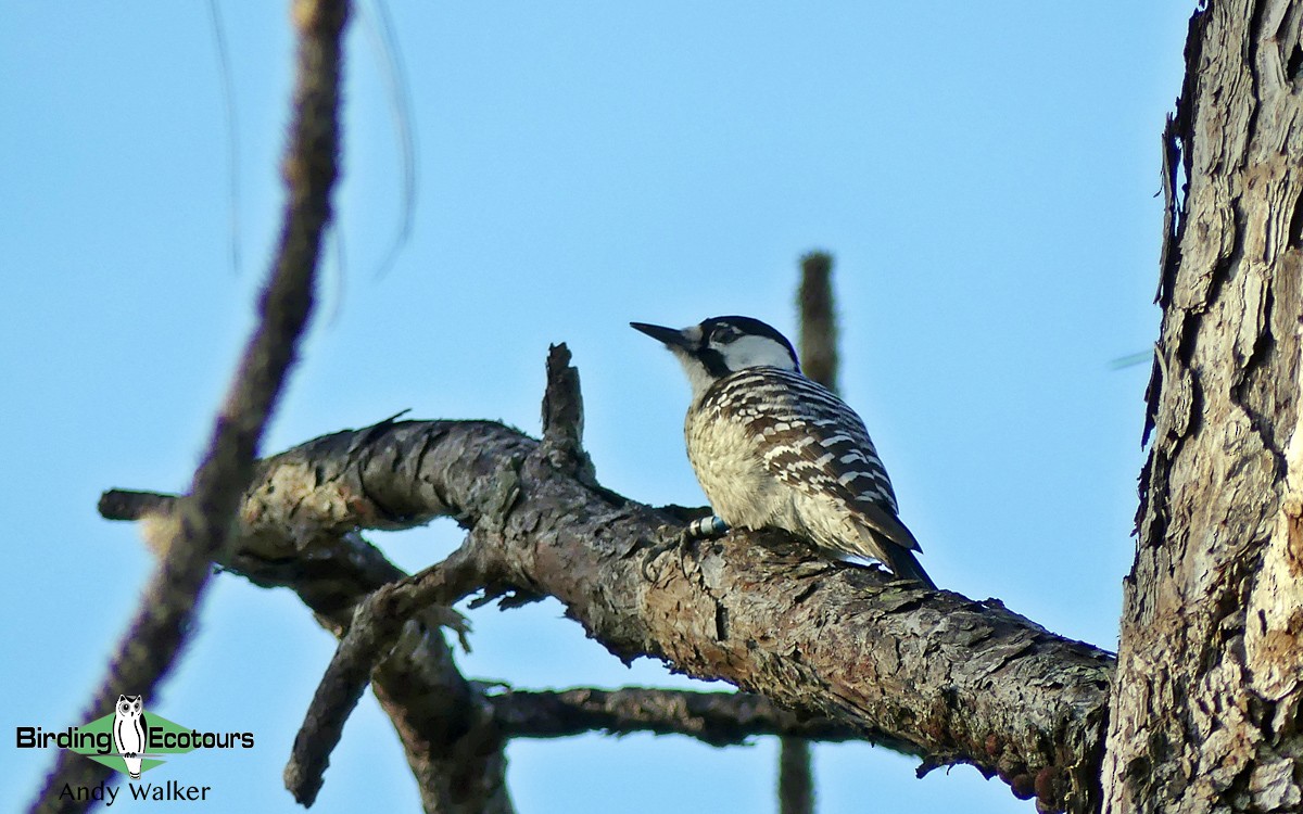 Red-cockaded Woodpecker - Andy Walker - Birding Ecotours