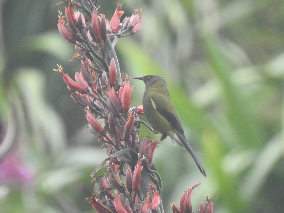 New Zealand Bellbird - Ana de Joux