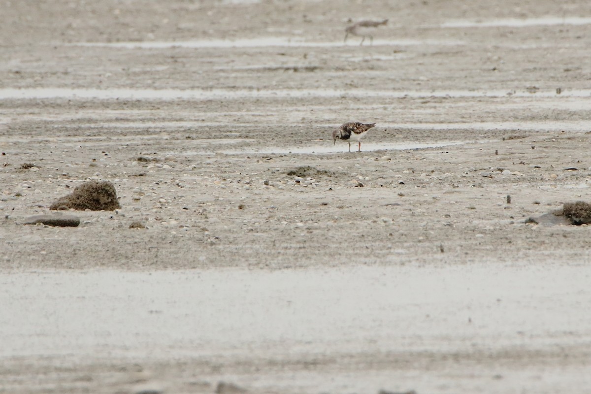 Ruddy Turnstone - ML515748681