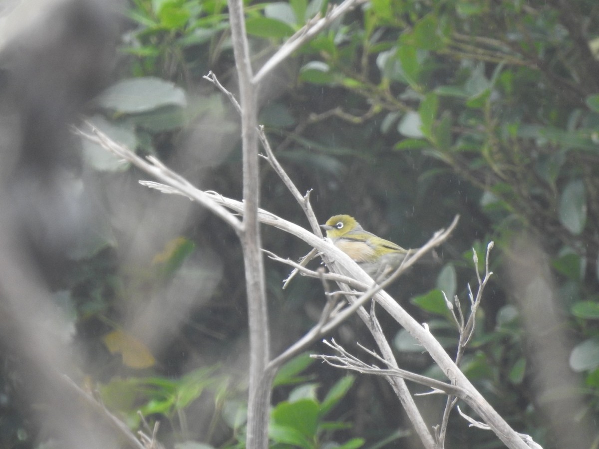 Silvereye - ML515748801