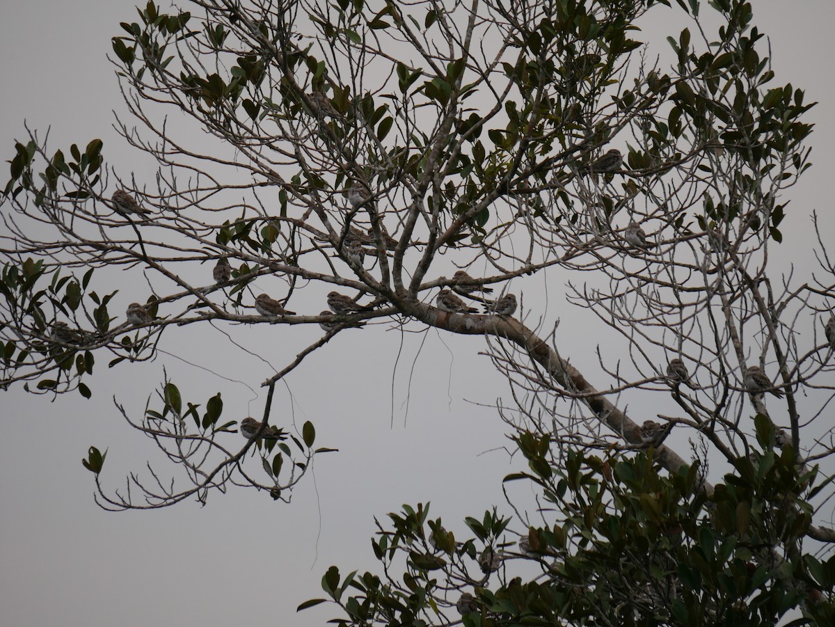 Sand-colored Nighthawk - ML51574881