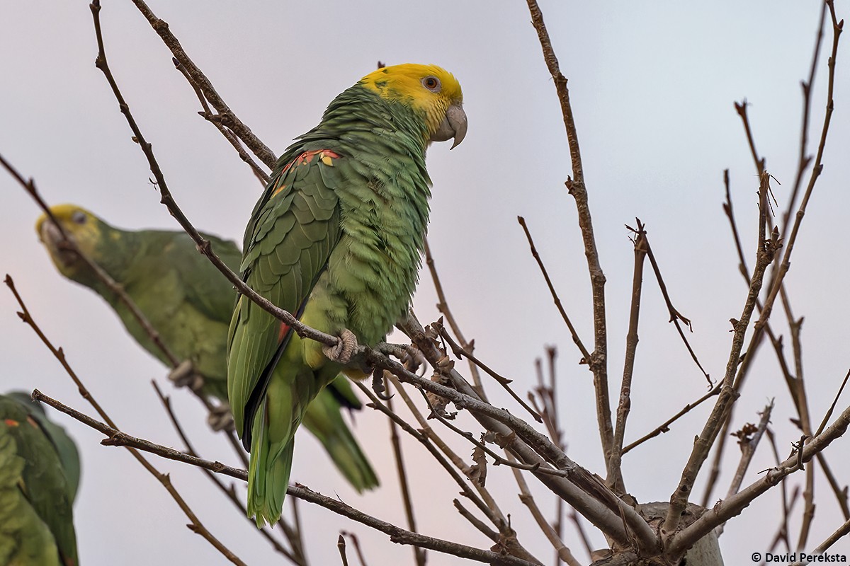 Yellow-headed Parrot - ML515748871