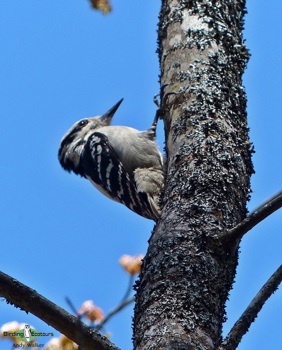 Hairy Woodpecker - ML515749301