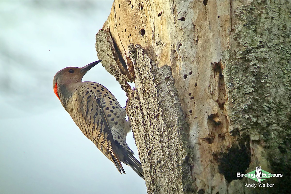 Northern Flicker - ML515749481