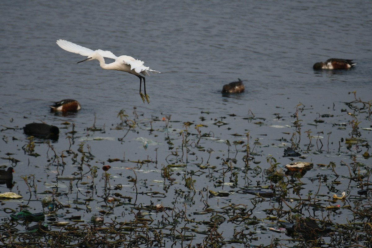 Little Egret - Ivar West