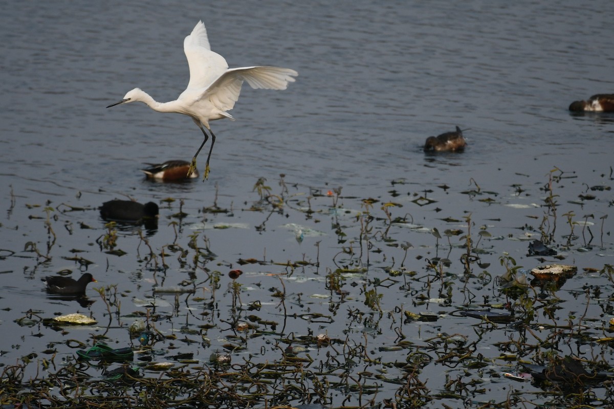 Little Egret - ML515750571