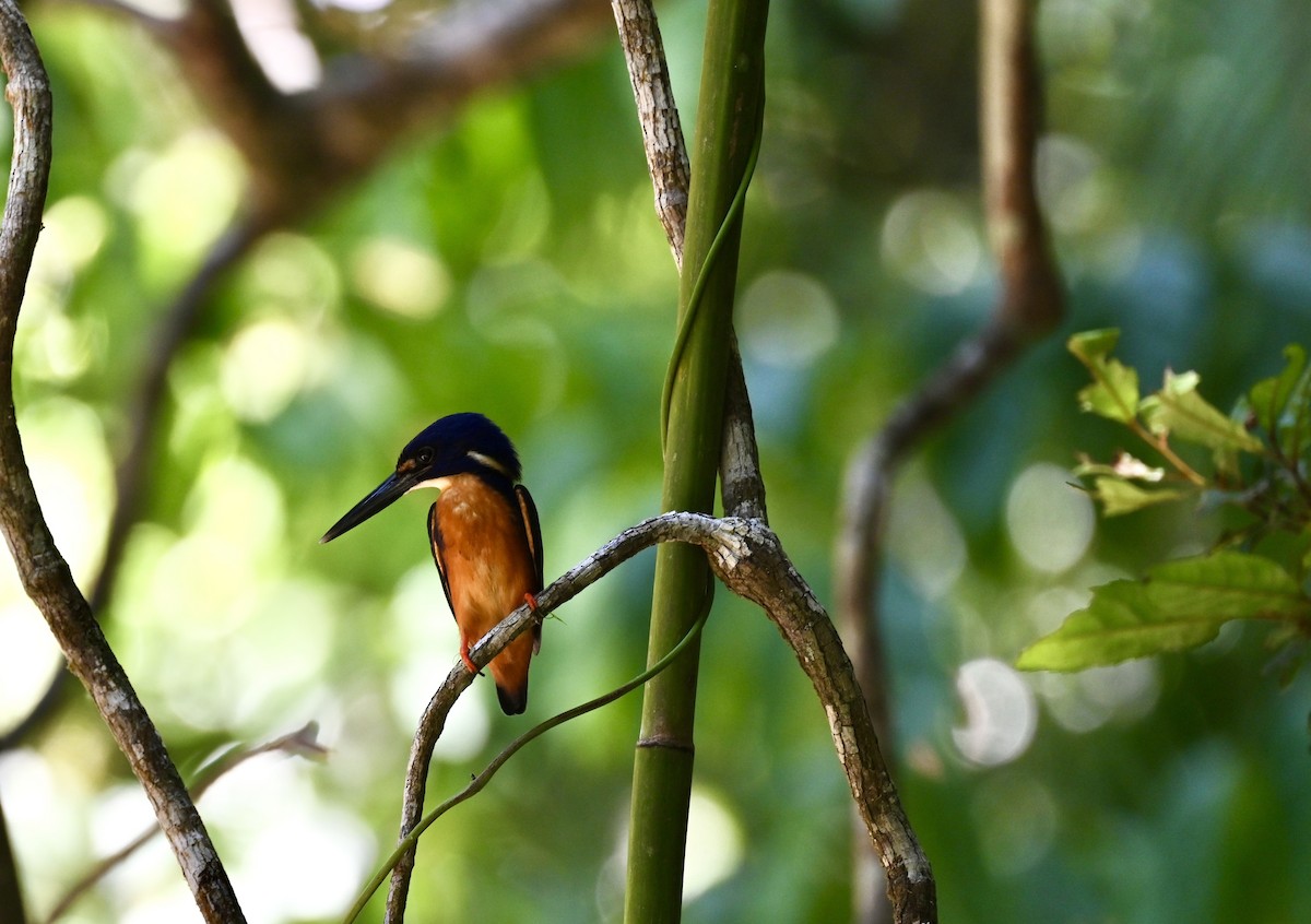 Azure Kingfisher - Kaia Colestock