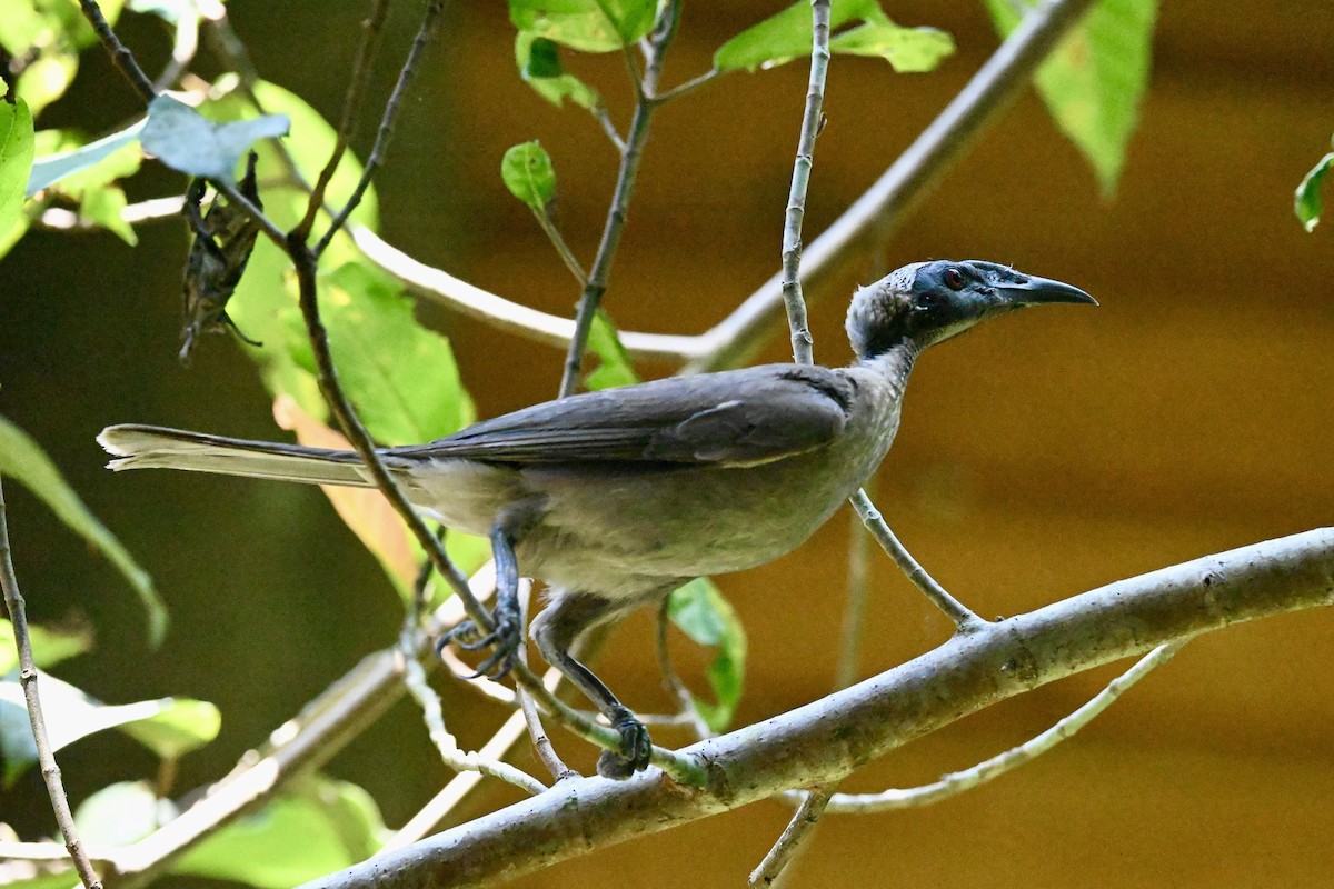 Helmeted Friarbird - ML515751871