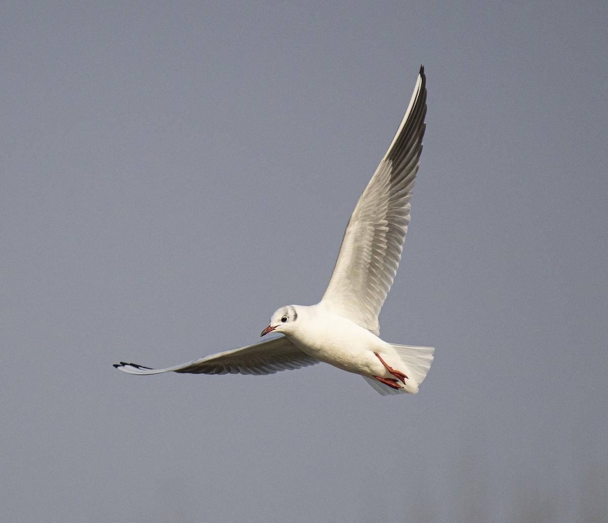 Black-headed Gull - ML515752191