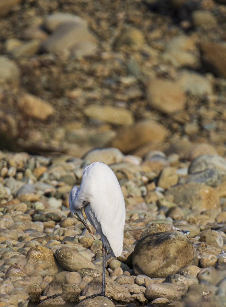 Great Egret - ML515752251