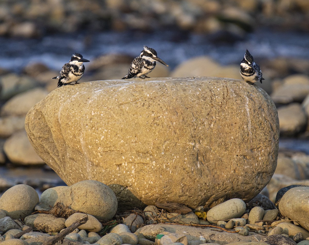 Pied Kingfisher - ML515752351