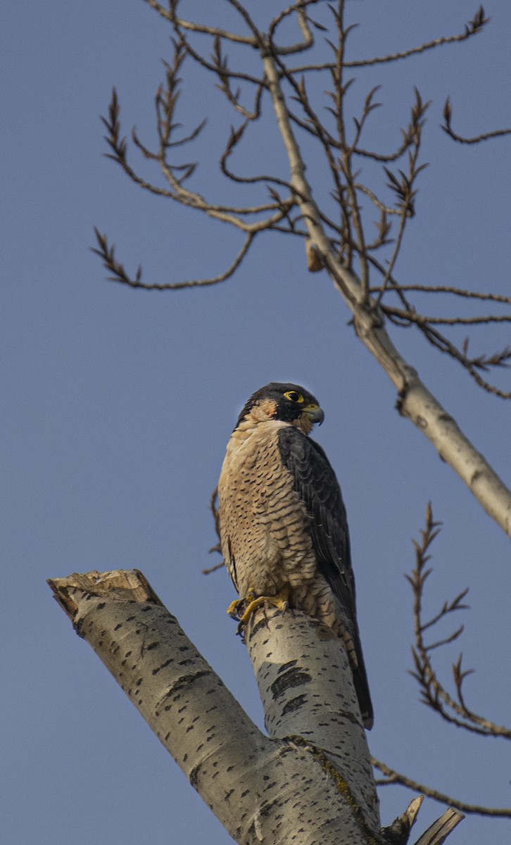 Peregrine Falcon - ML515752381