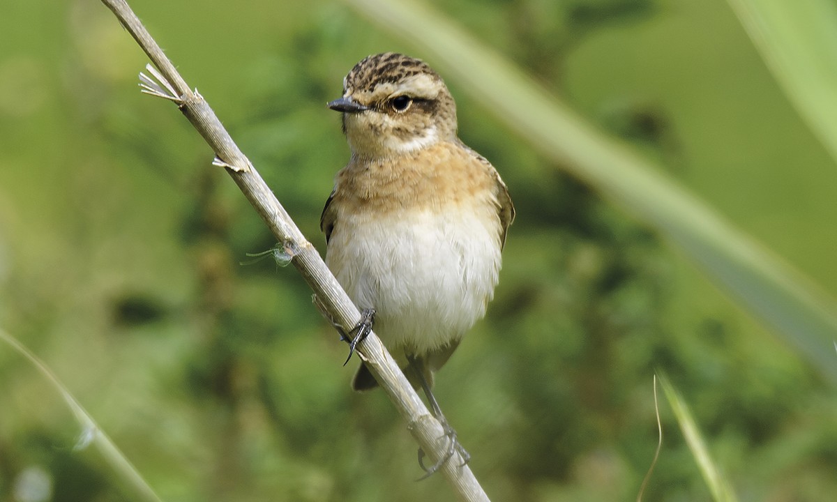 Whinchat - ML515757201