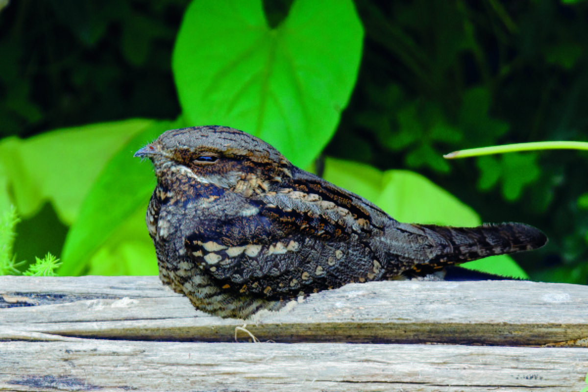 Eurasian Nightjar - ML515758041