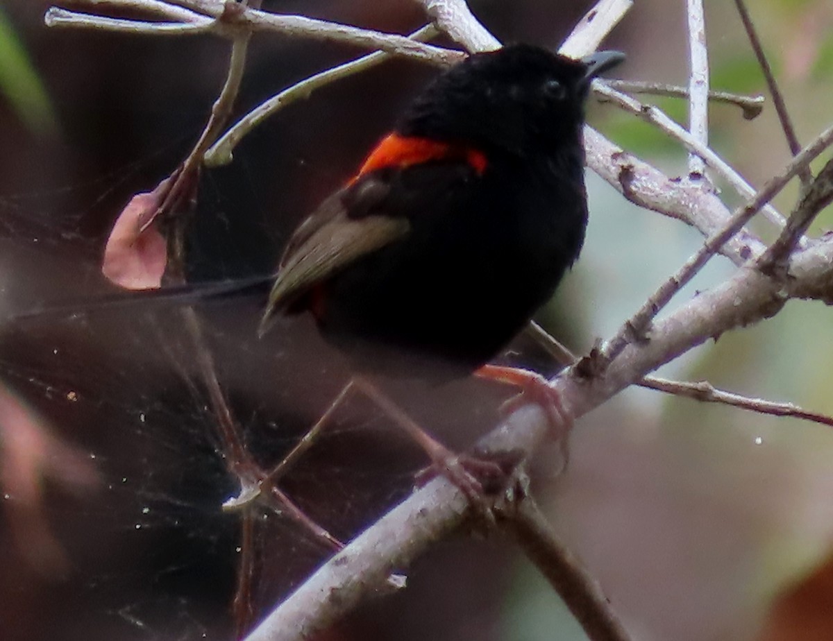 Red-backed Fairywren - Paul Dobbie