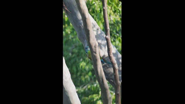 ヤマヒメコンゴウインコ - ML515759861