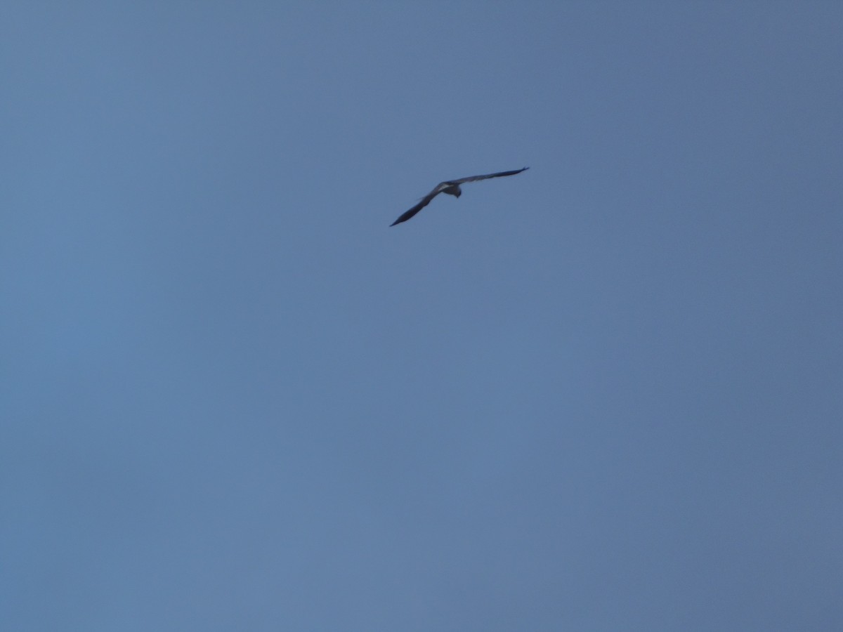 White-tailed Kite - WILLIAM MACIEL