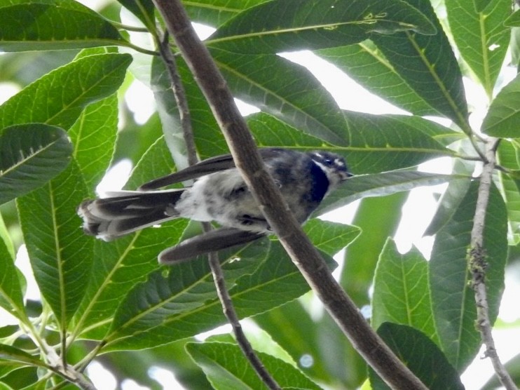 Gray Fantail (keasti) - ML515762641