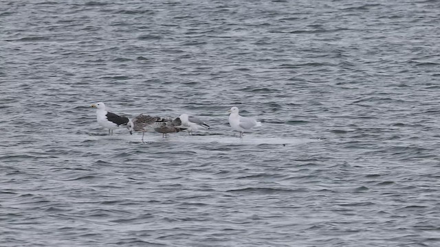 Glaucous Gull - ML515764421