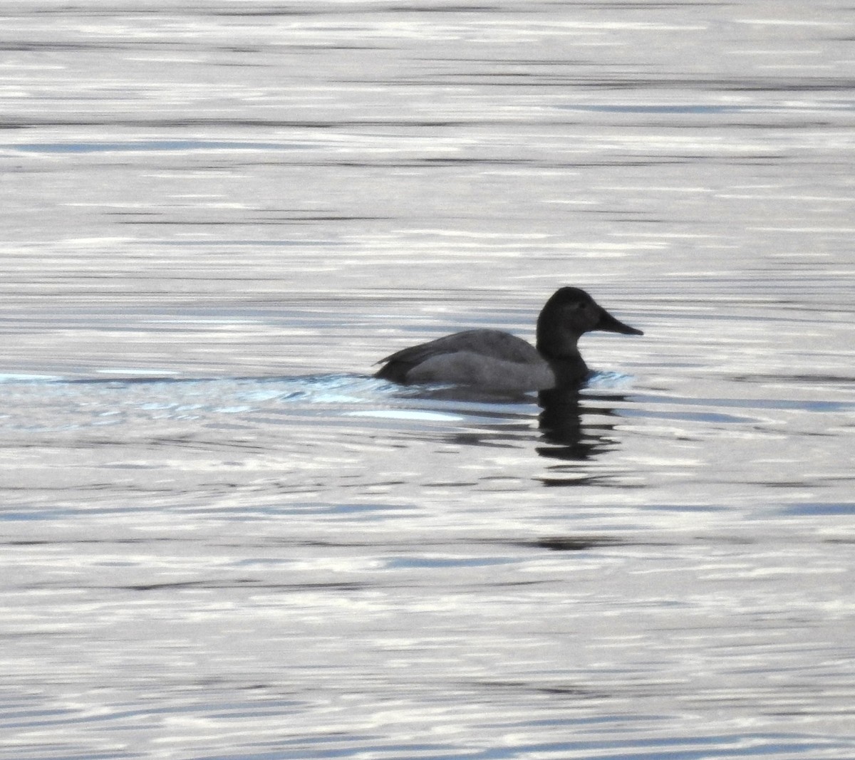 Canvasback - ML515765931