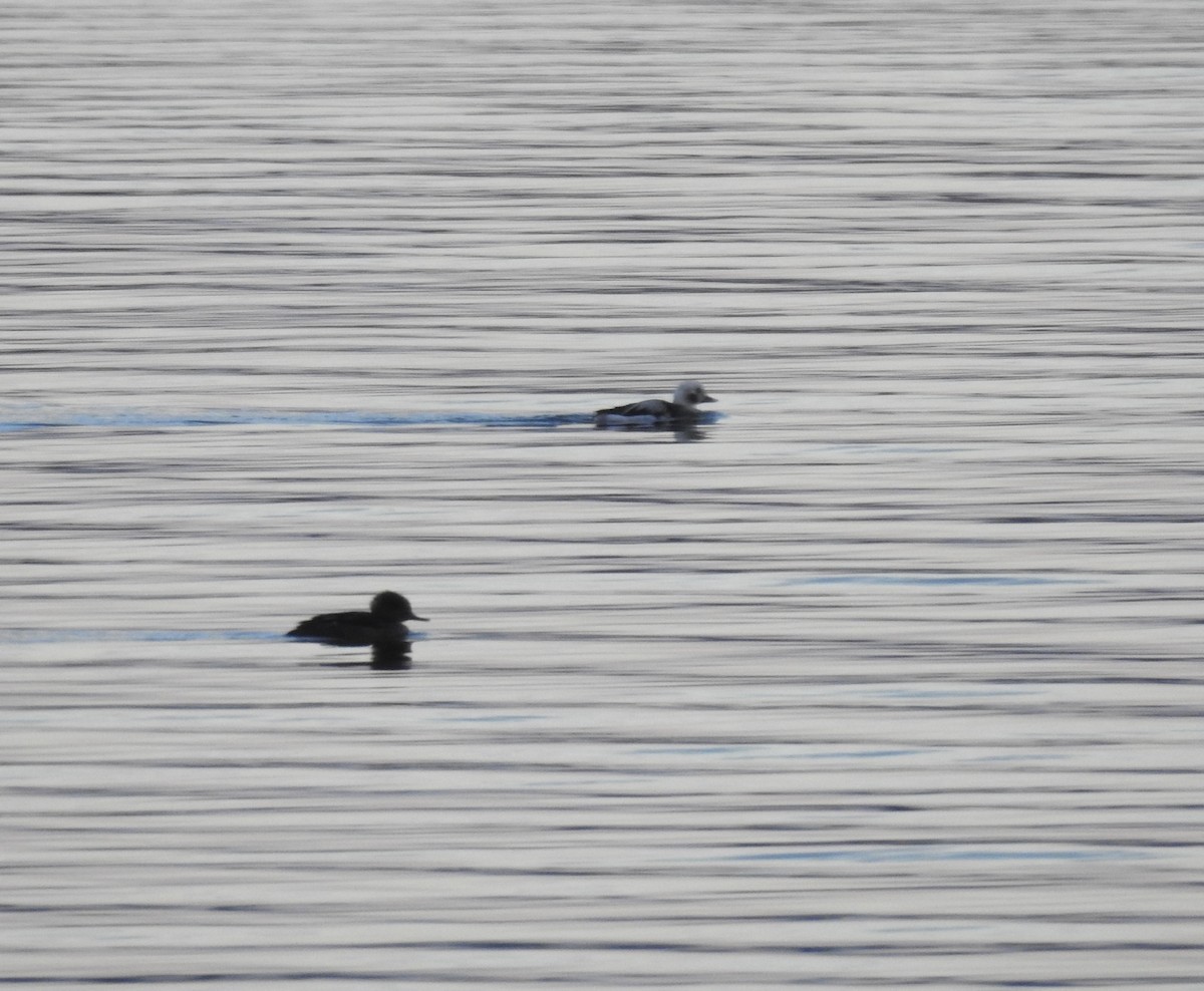 Long-tailed Duck - ML515765971
