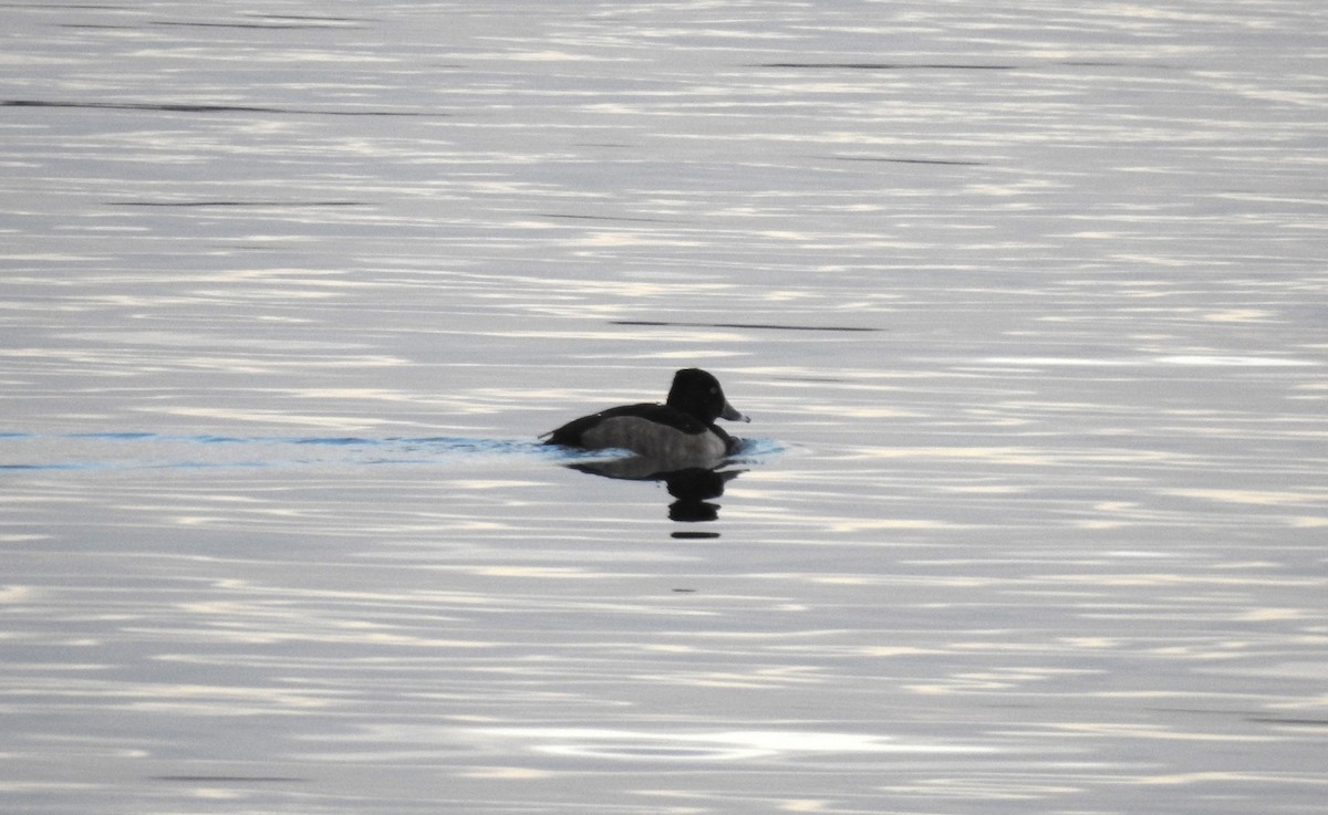 Ring-necked Duck - Amy Lyyski