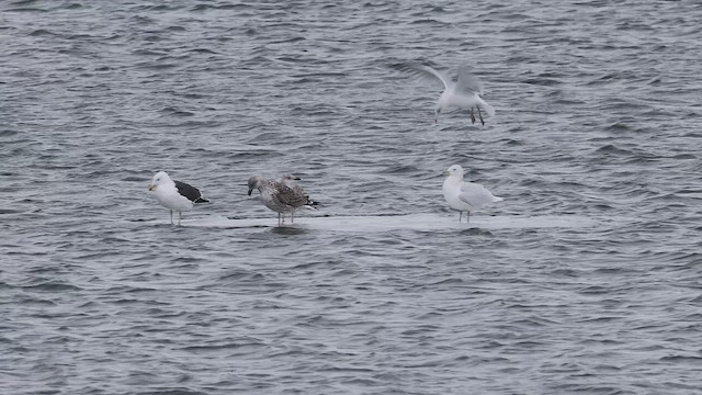 Glaucous Gull - ML515766271