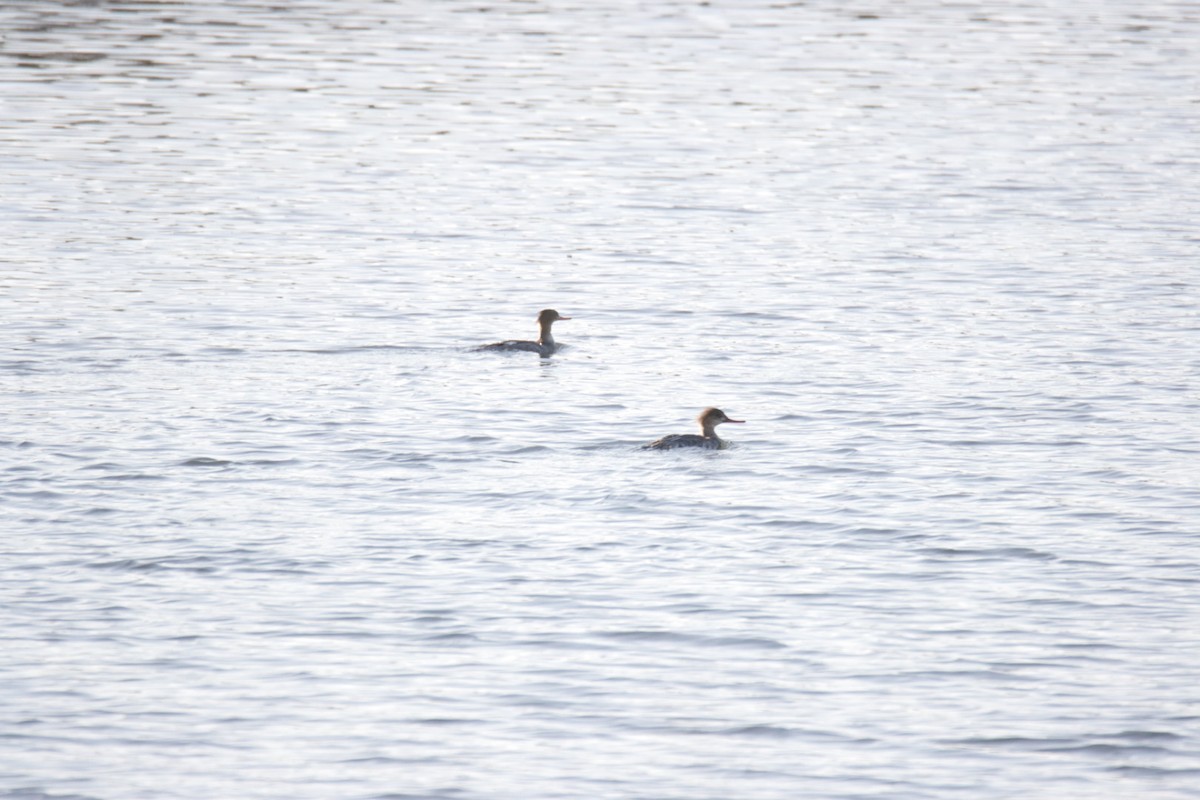 Red-breasted Merganser - ML515766301